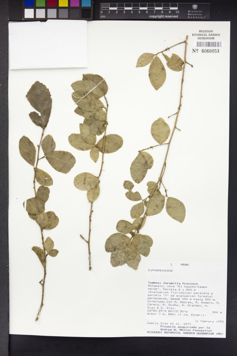 Bahiana occidentalis photo 3