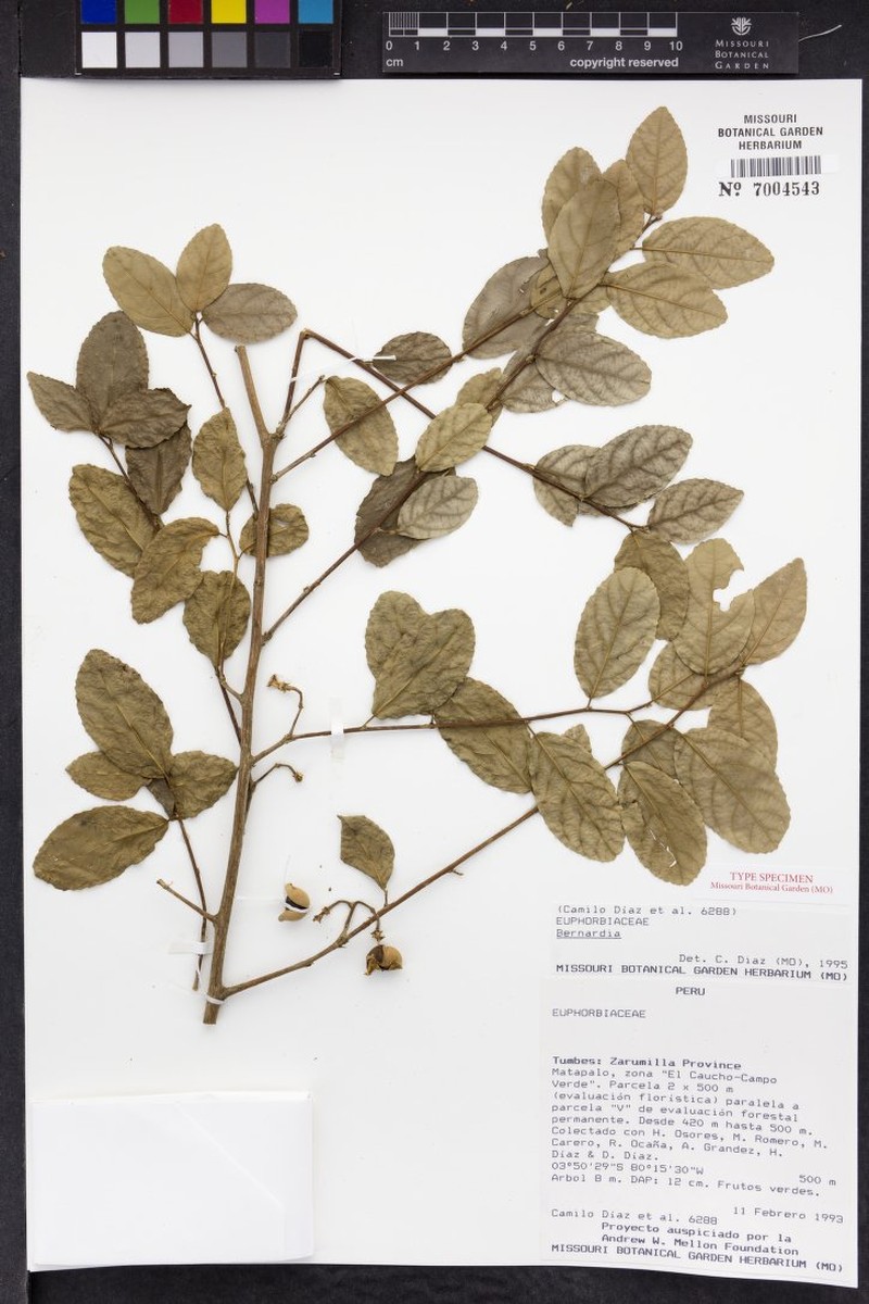 Bahiana occidentalis photo 4