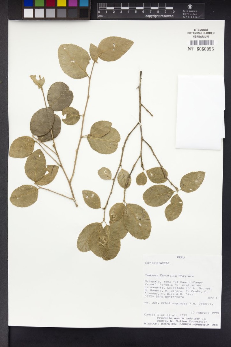 Bahiana occidentalis photo 5