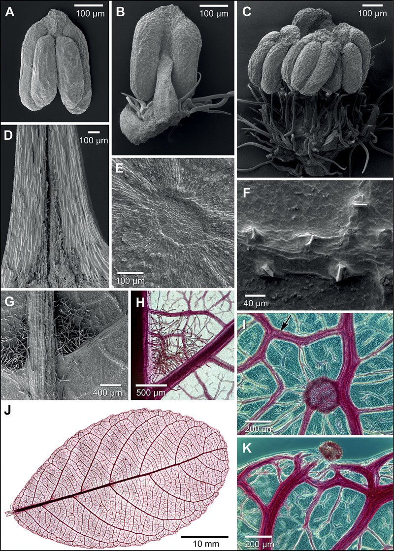 Bahiana occidentalis