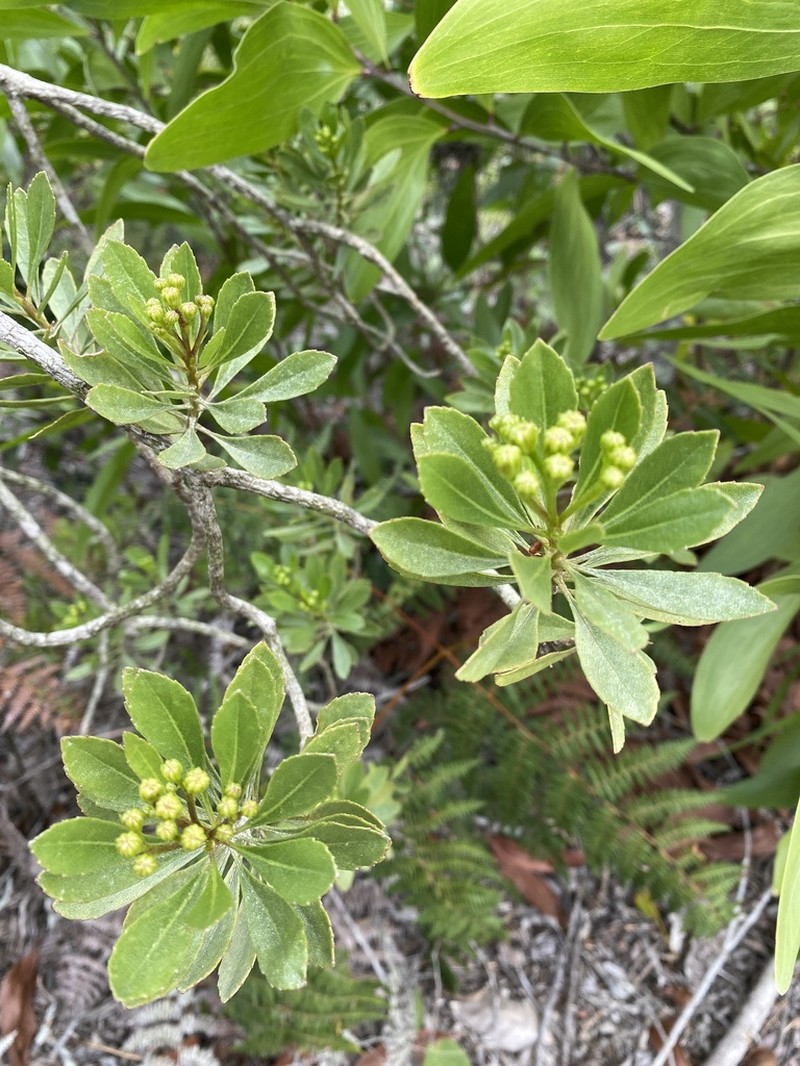 Bahianthus viscosus