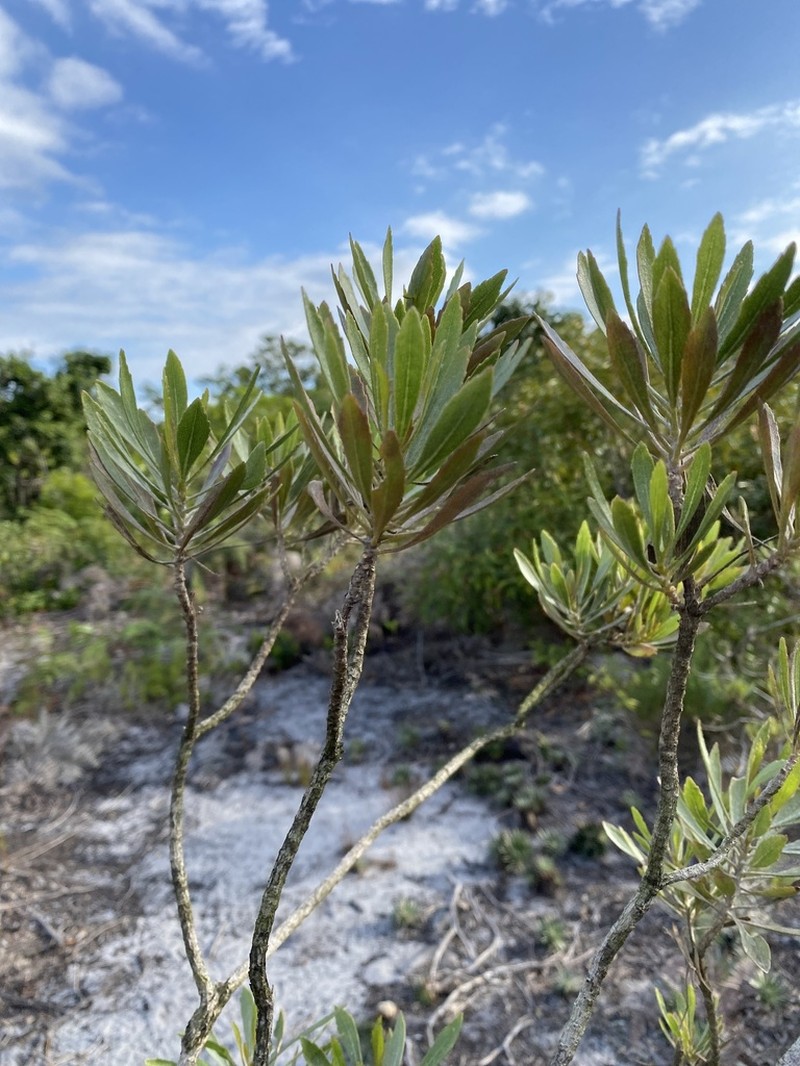 Bahianthus viscosus photo 2