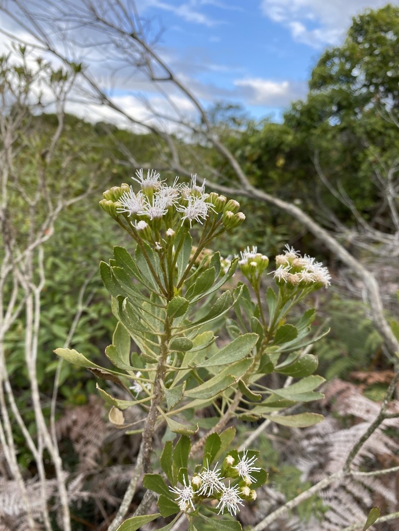 Bahianthus viscosus photo 3