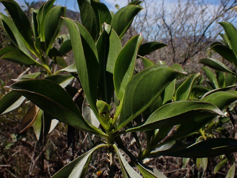 Bahianthus viscosus photo 4