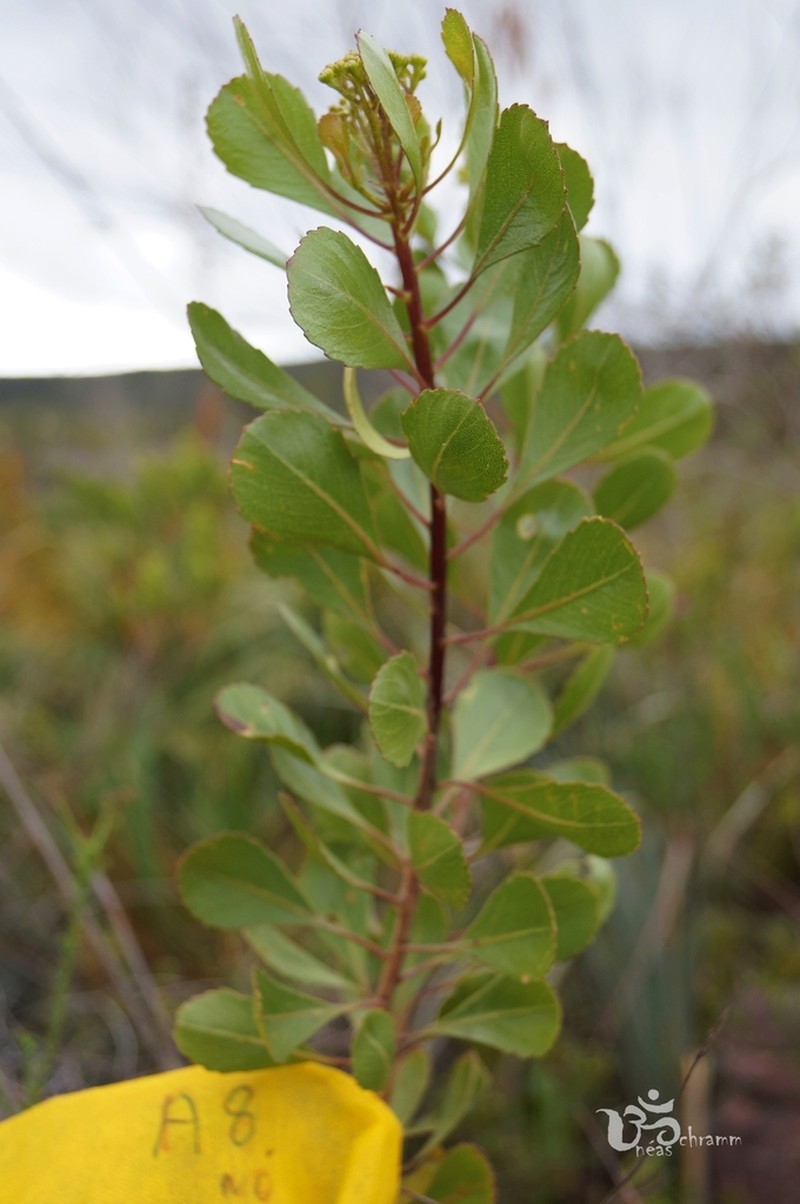 Bahianthus viscosus photo 5