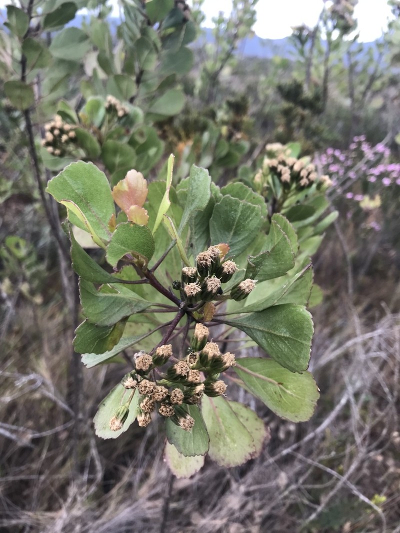 Bahianthus viscosus photo 6