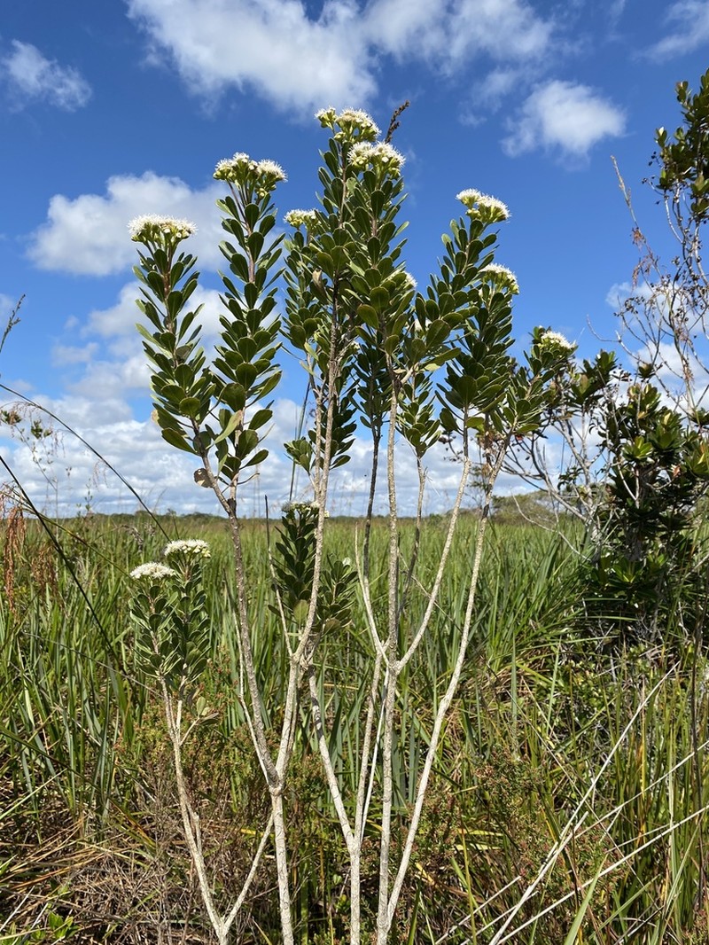 Bahianthus viscosus photo 7