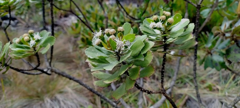 Bahianthus viscosus photo 8