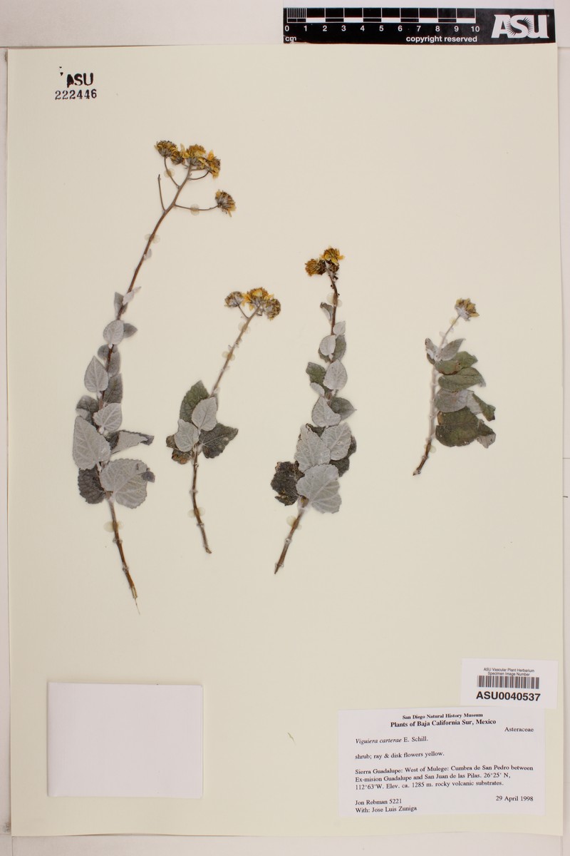 Bahiopsis carterae photo 2