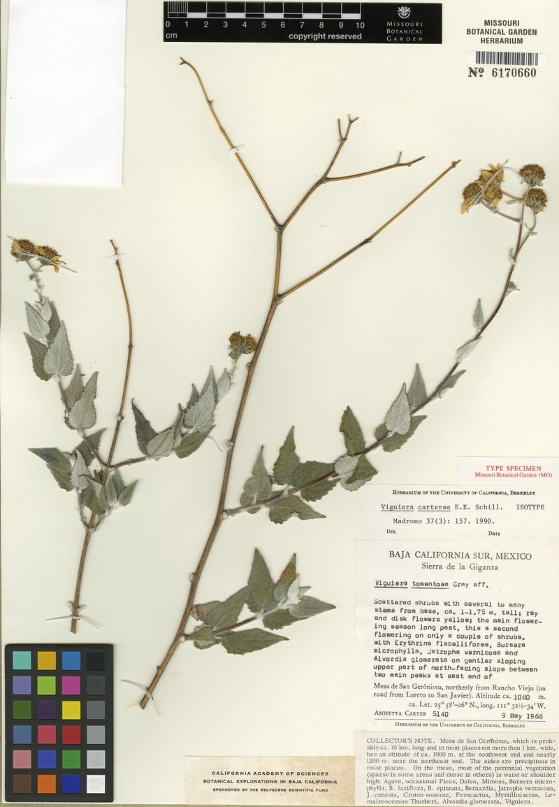 Bahiopsis carterae photo 3