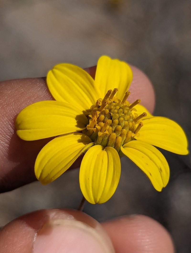 Bahiopsis chenopodina