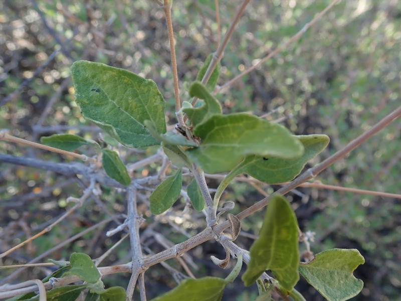 Bahiopsis chenopodina photo 3