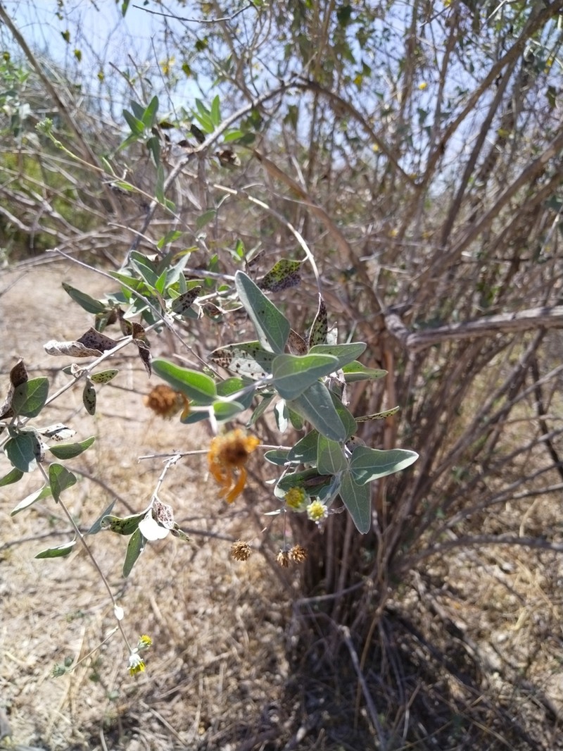 Bahiopsis chenopodina photo 4