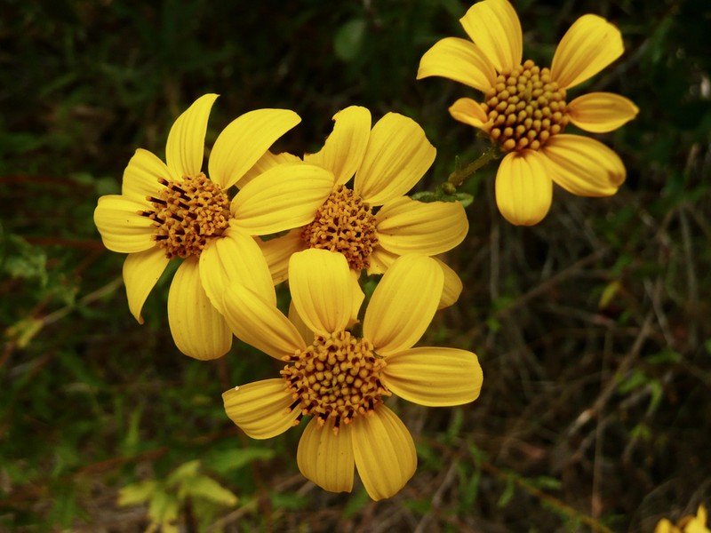 Torhleaf Goldeneye photo 7