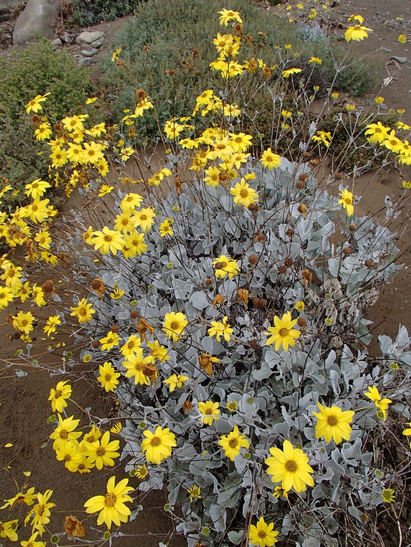 Bahiopsis lanata