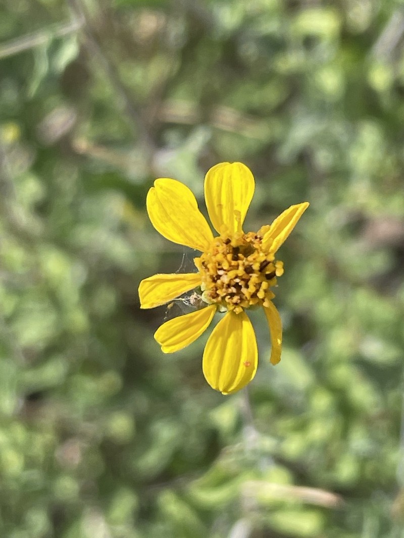 Bahiopsis microphylla photo 2