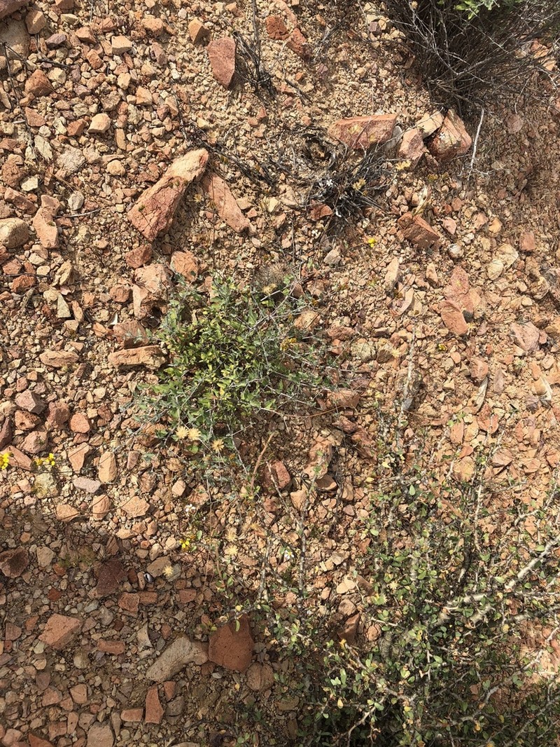 Bahiopsis microphylla photo 3
