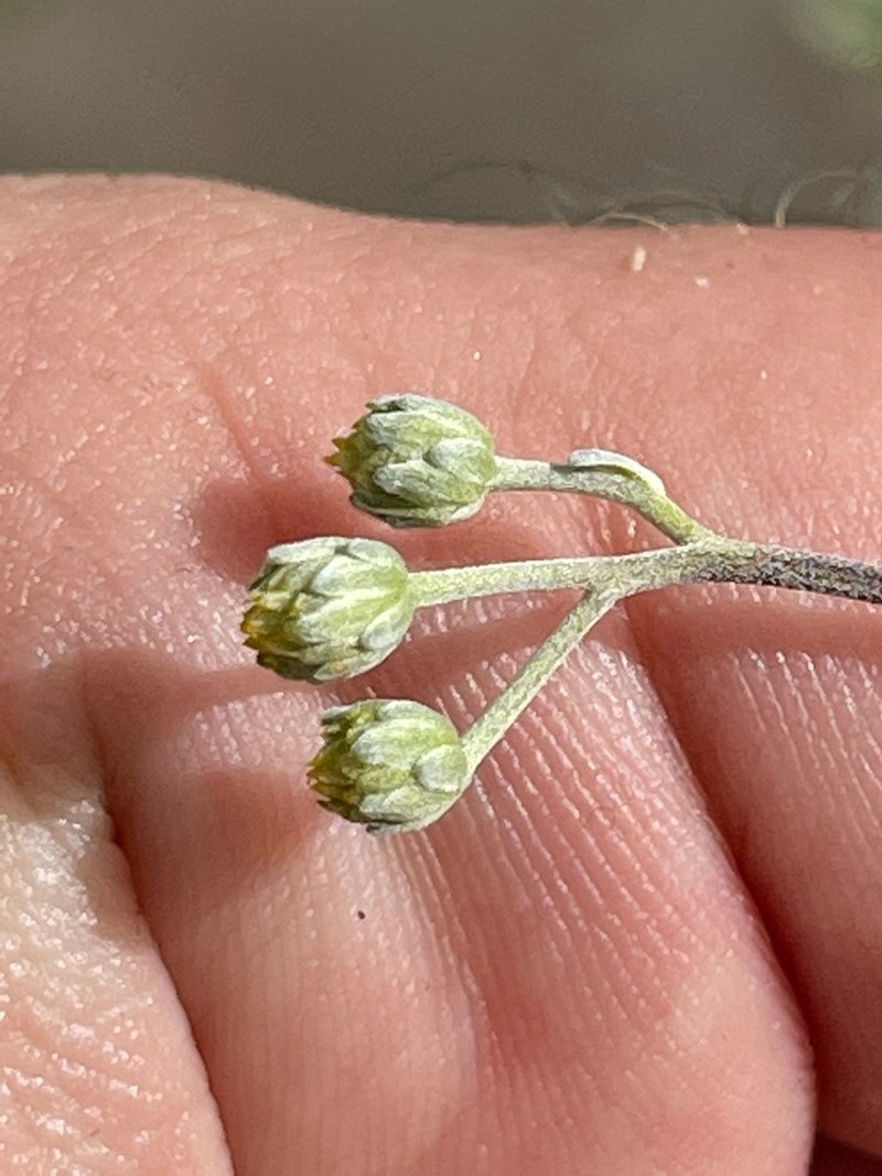 Bahiopsis microphylla photo 4