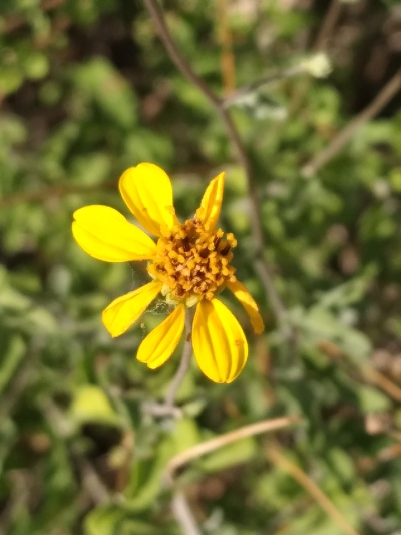 Bahiopsis microphylla photo 5