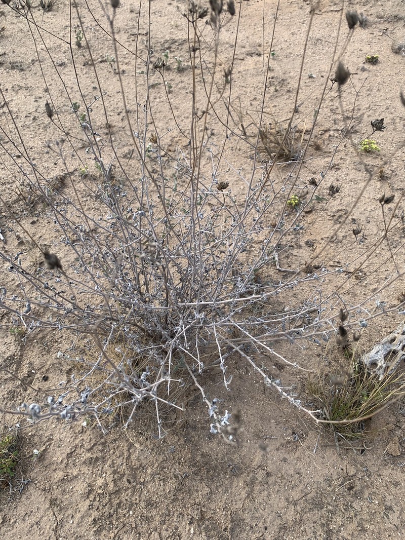 Bahiopsis microphylla photo 6