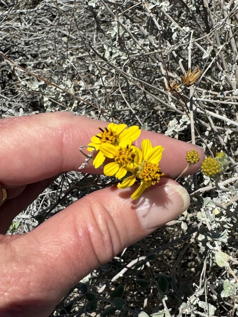 Bahiopsis microphylla photo 7