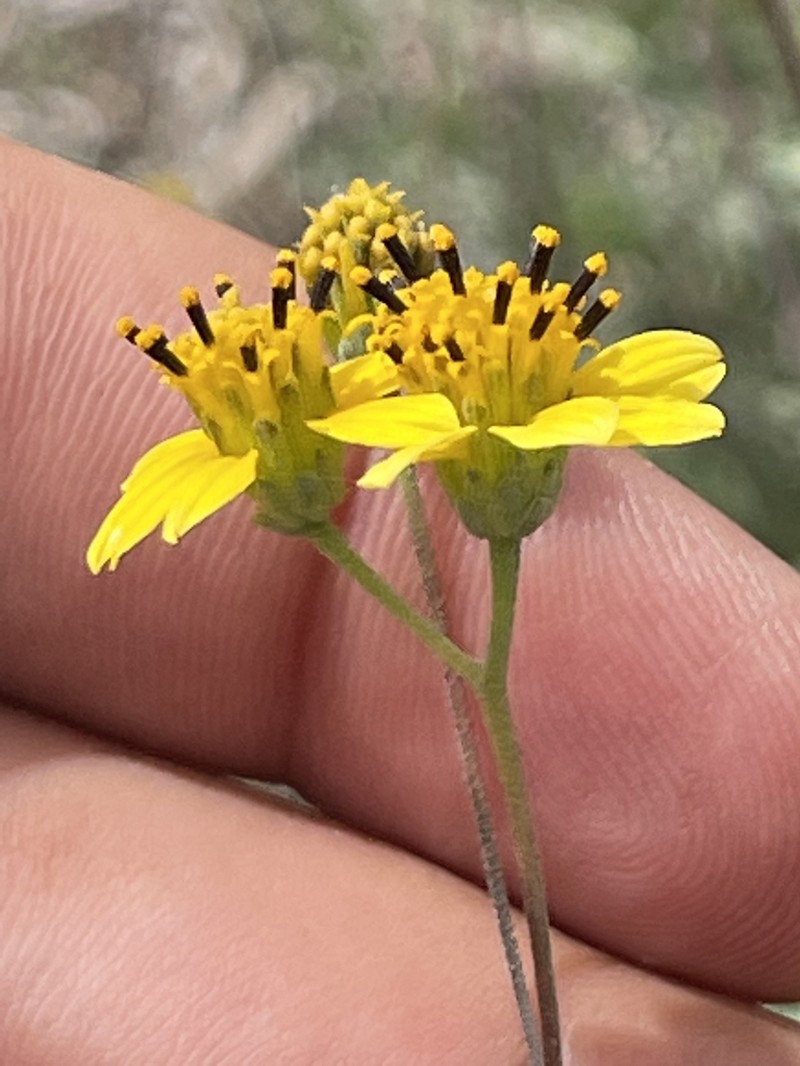 Bahiopsis microphylla photo 8