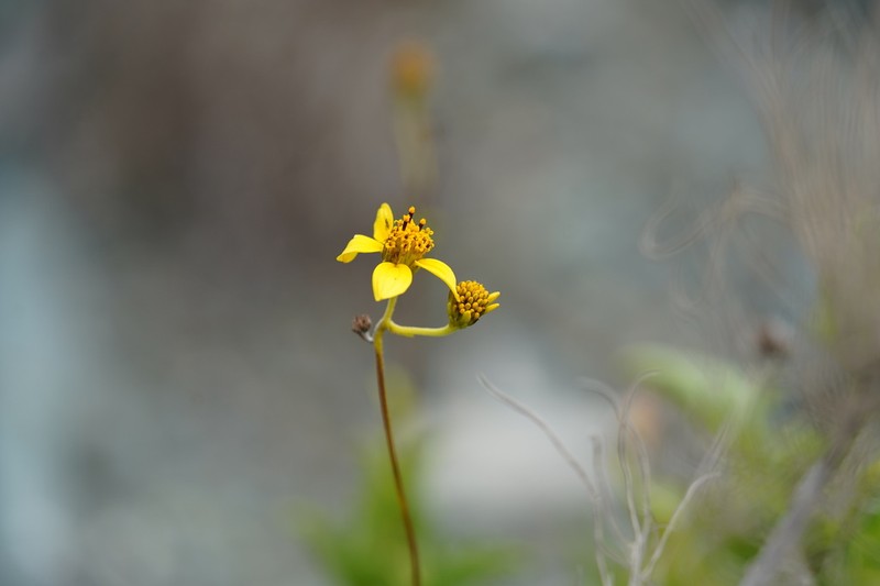 Bahiopsis subincisa photo 2