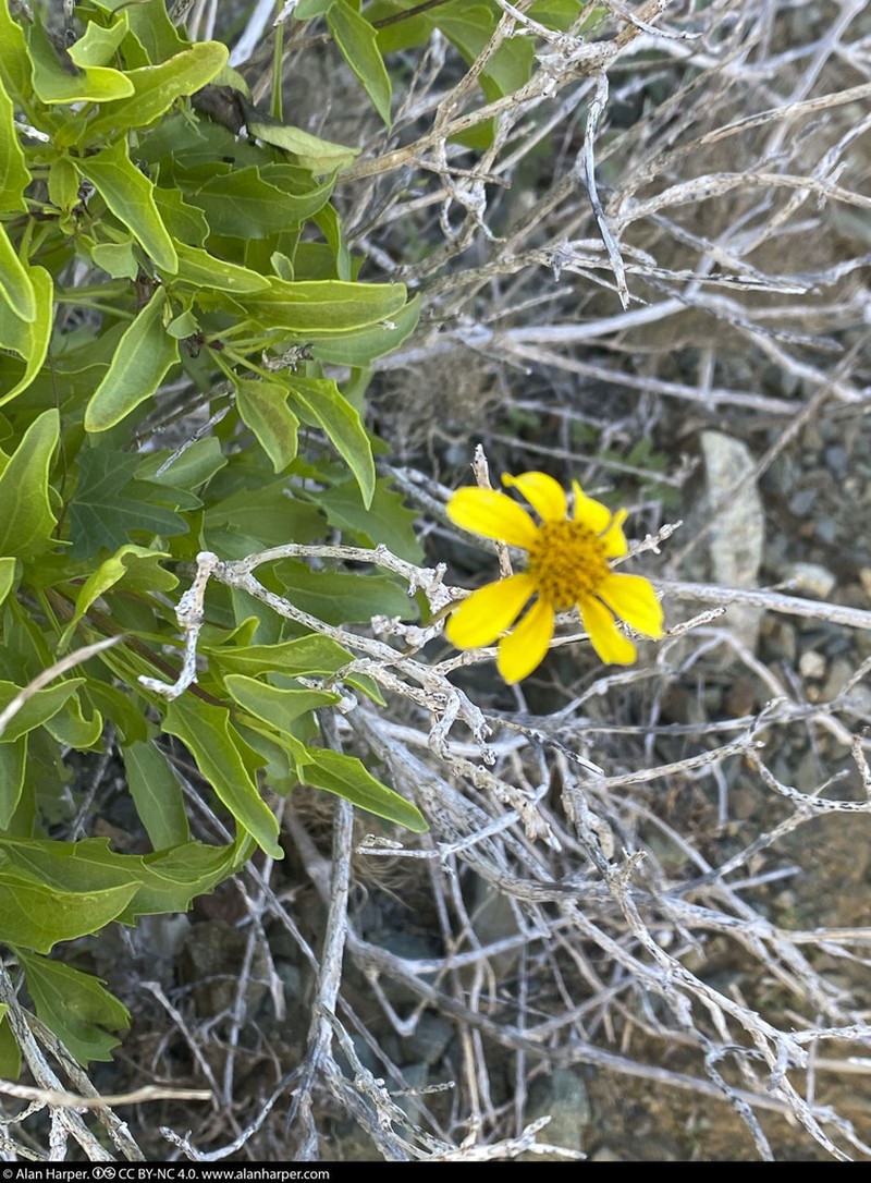 Bahiopsis subincisa photo 8