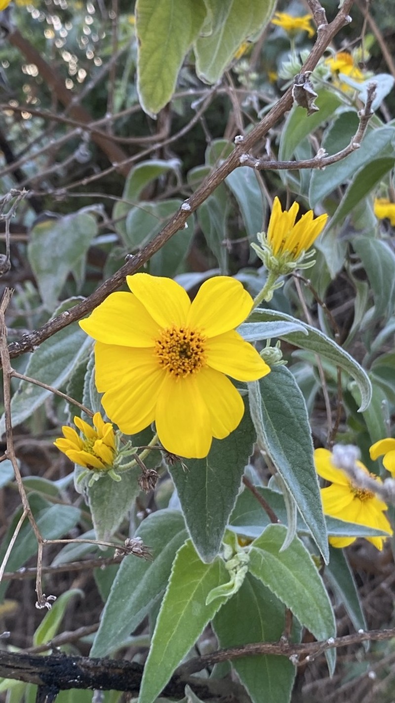 Bahiopsis tomentosa