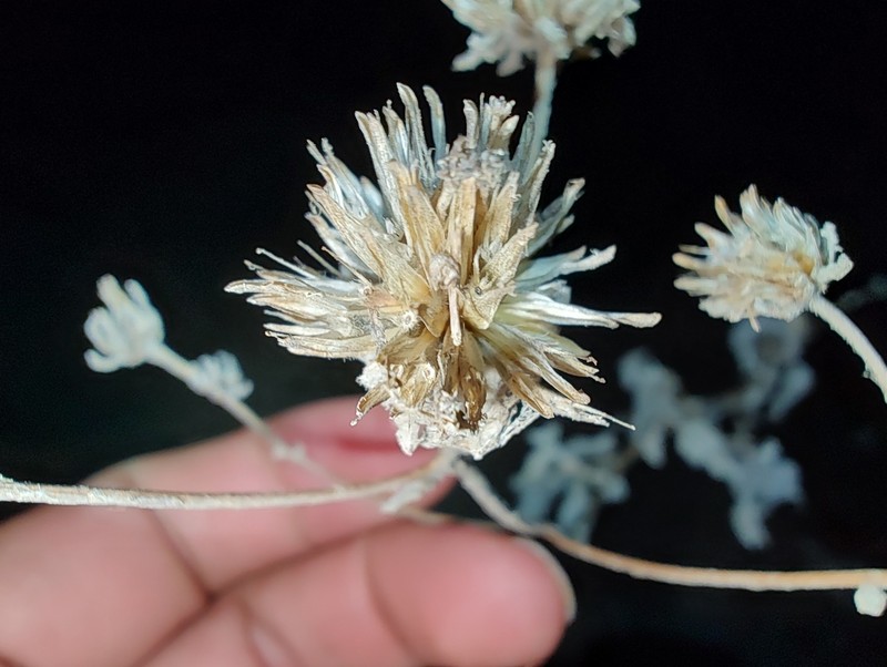 Bahiopsis tomentosa photo 5