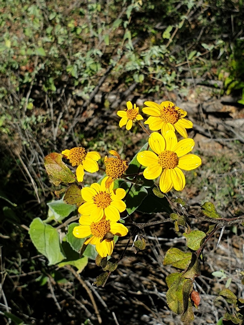 Bahiopsis tomentosa photo 8