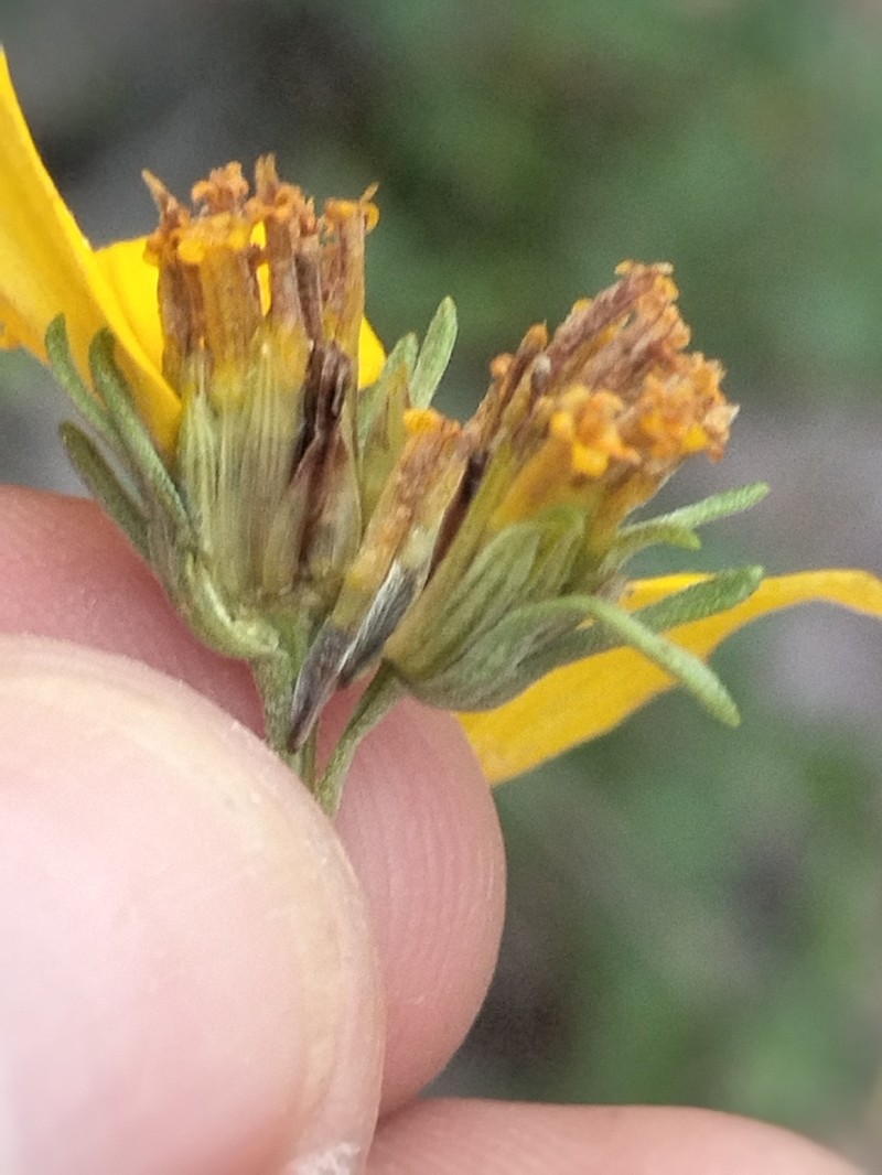 Bahiopsis triangularis