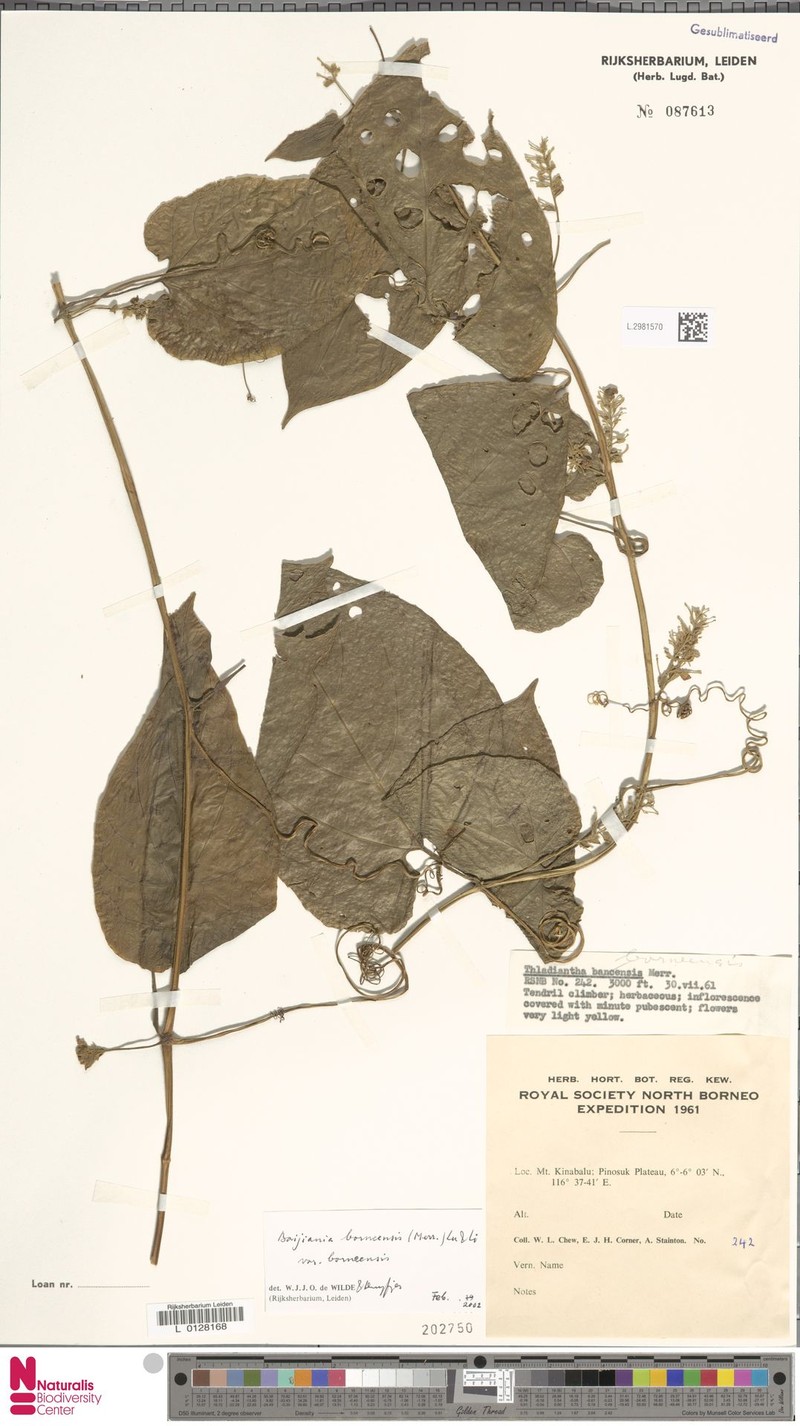Baijiania borneensis var. borneensis