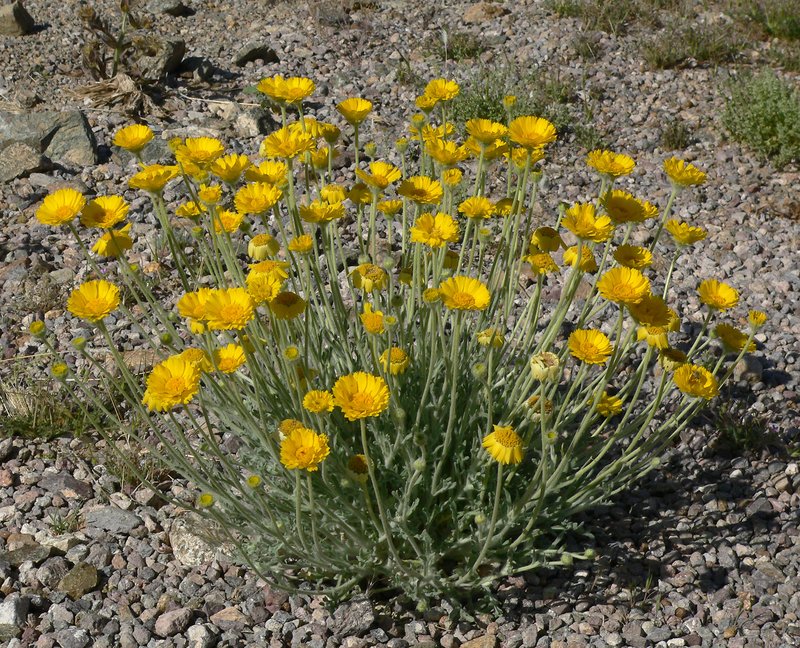 Desert Marigold photo 2