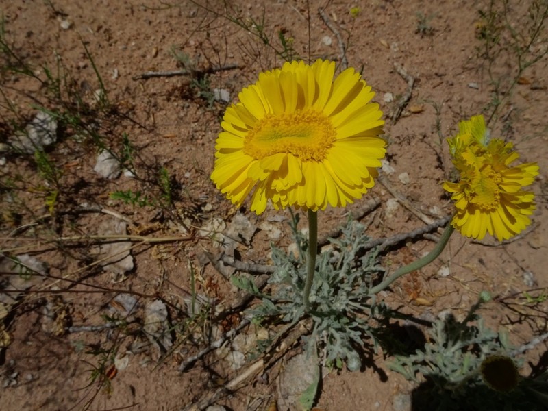 Desert Marigold photo 3
