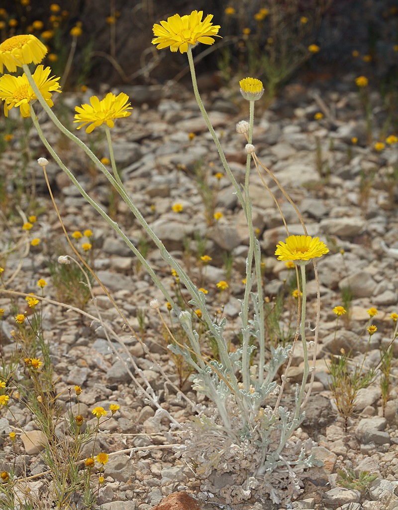 Desert Marigold photo 4