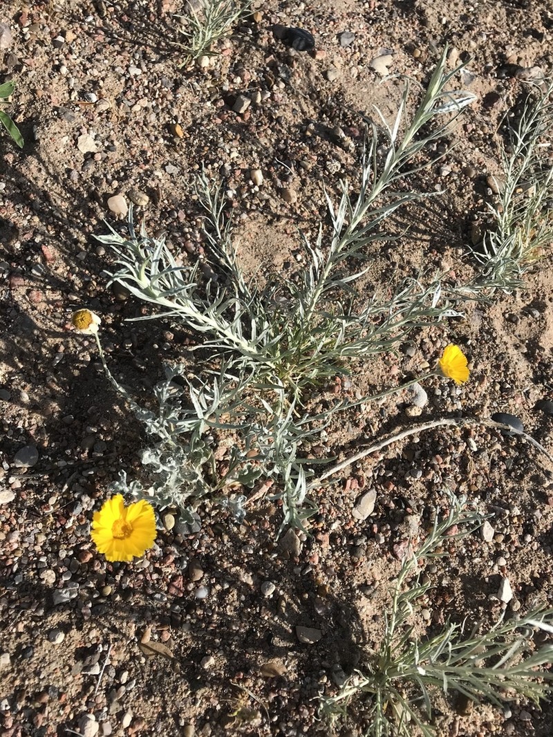 Desert Marigold photo 5