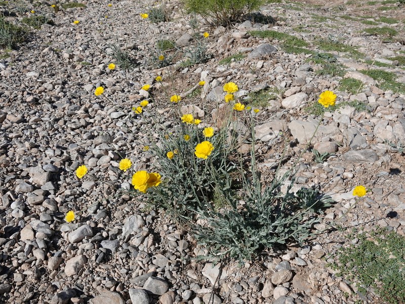 Desert Marigold photo 6