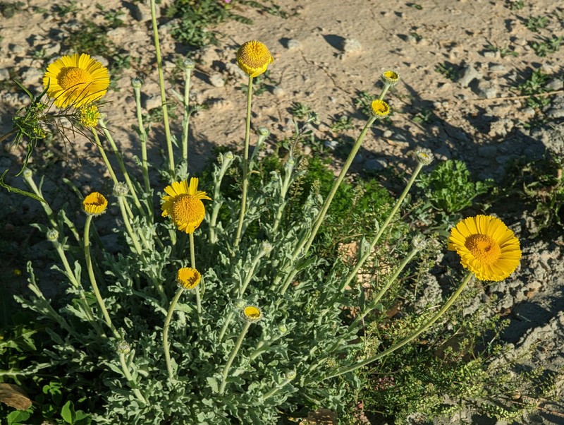Desert Marigold photo 7