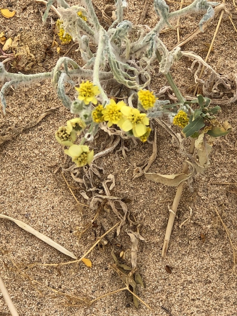 Laxflower photo 2