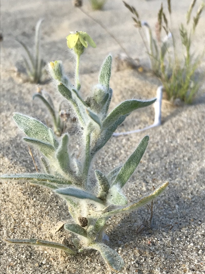 Laxflower photo 3