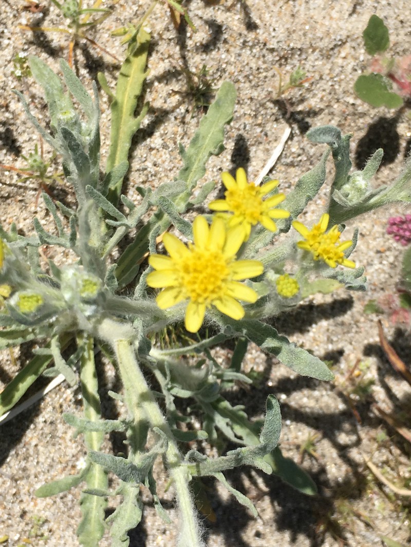 Laxflower photo 5