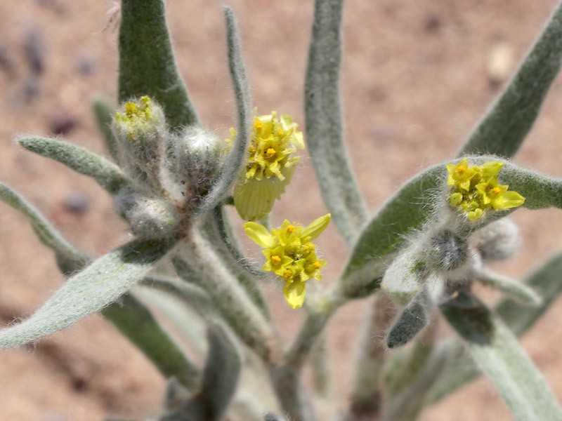 Laxflower photo 6