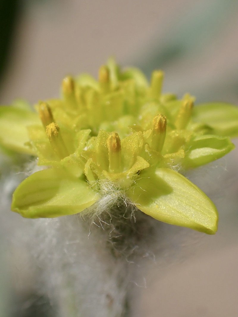 Laxflower photo 7