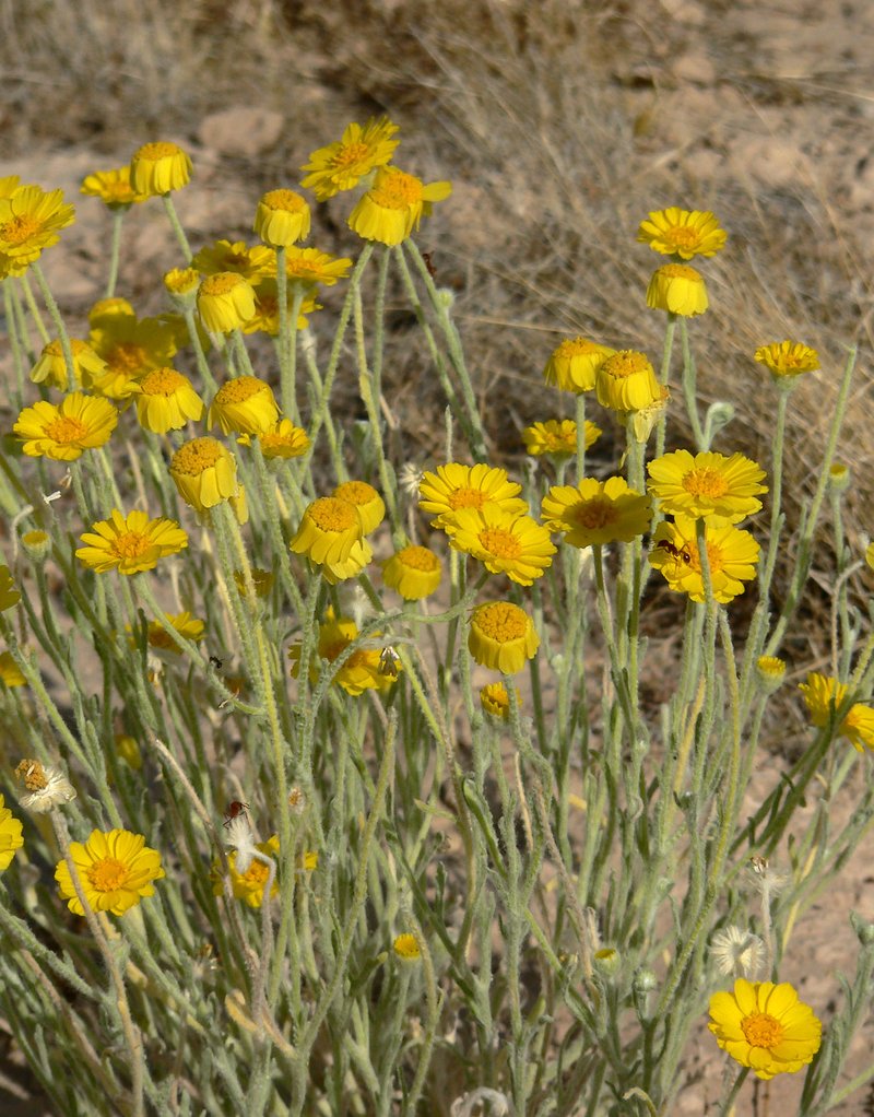 Woolly Desert Marigold
