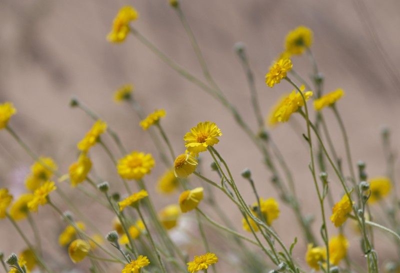 Woolly Desert Marigold photo 2