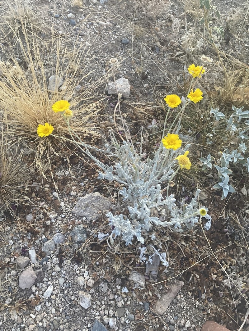Woolly Desert Marigold photo 3