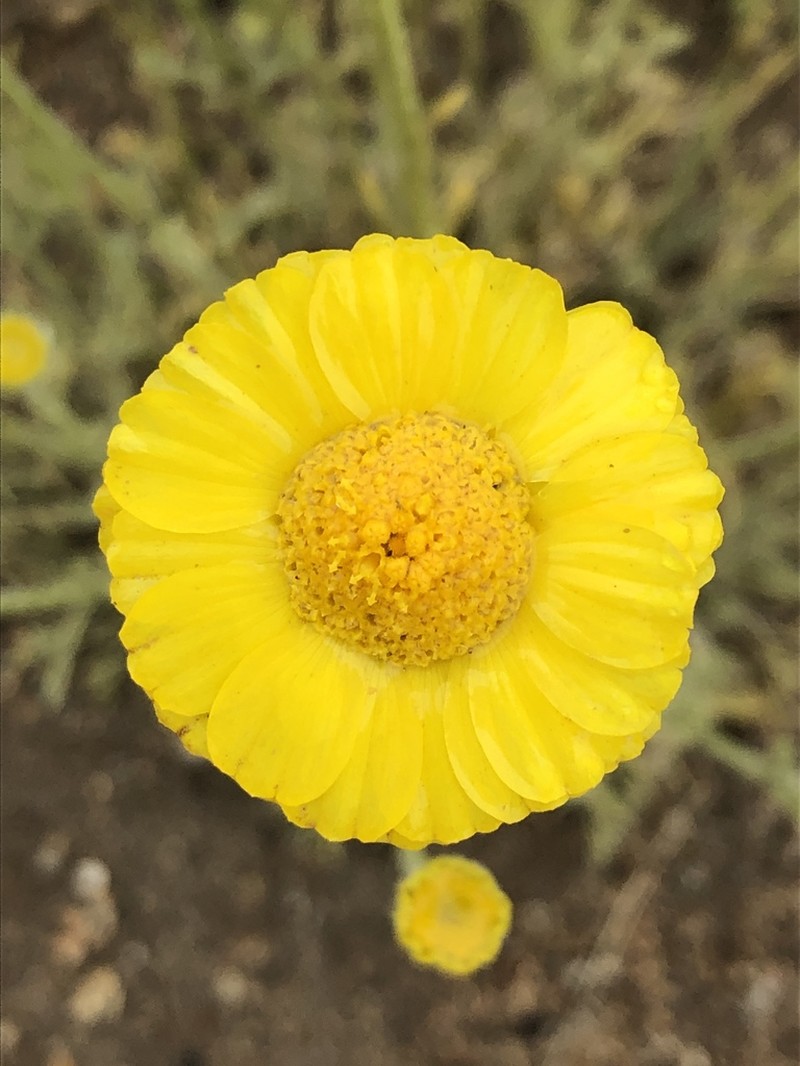 Woolly Desert Marigold photo 4