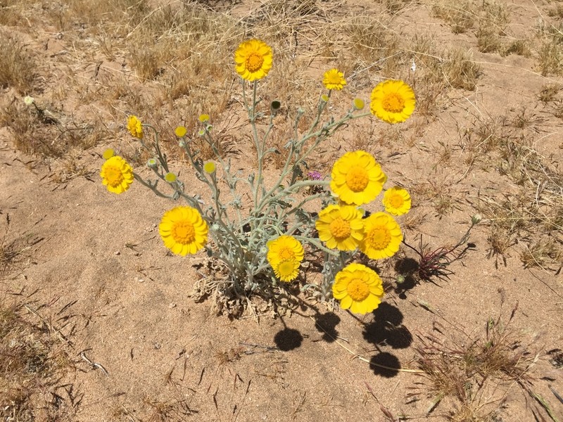 Woolly Desert Marigold photo 5