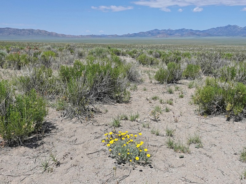 Woolly Desert Marigold photo 6